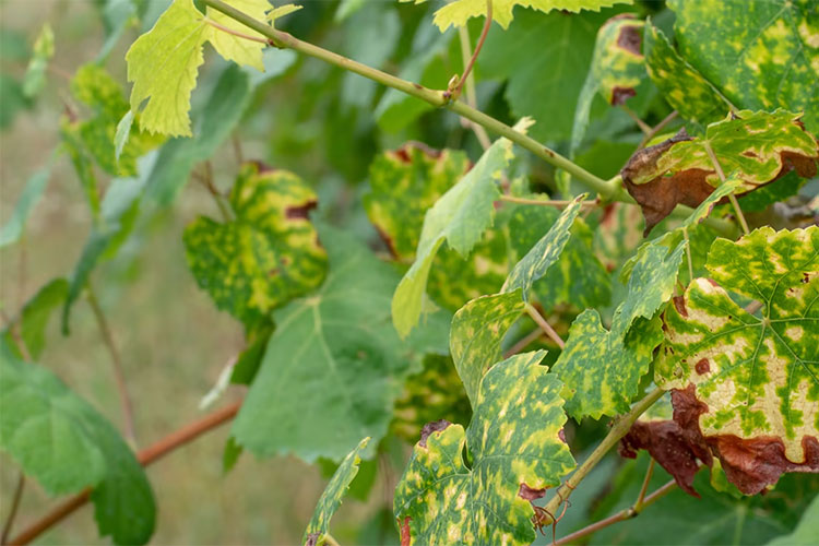 基于Matlab深度学习的多植物叶片病虫害识别检测系统