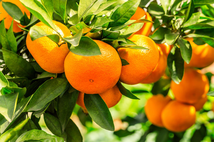 基于Matlab图像预处理与卷积神经网络的水果橙子品质分级系统