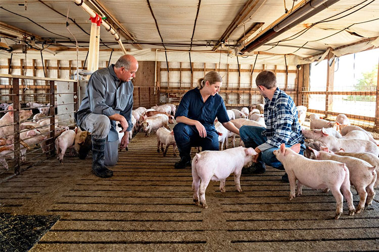 基于YOLOv8s与SE注意力机制的猪疾病检测系统(PyQt5界面+数据集+训练代码)