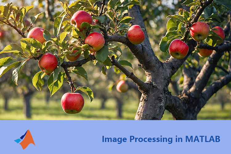 基于Matlab图像处理的水果分级系统