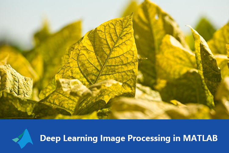 基于Matlab的基于HSV颜色直方图与BP神经网络的烟叶成熟度识别系统