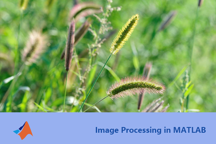 基于Matlab颜色特征的杂草自动识别系统研究与实现