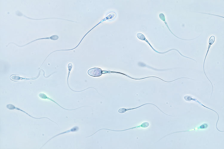 人类精子多模态视频数据集